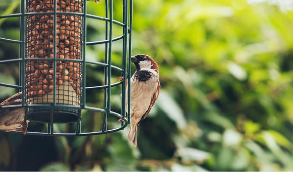 Bird Feeding Tips for Fall