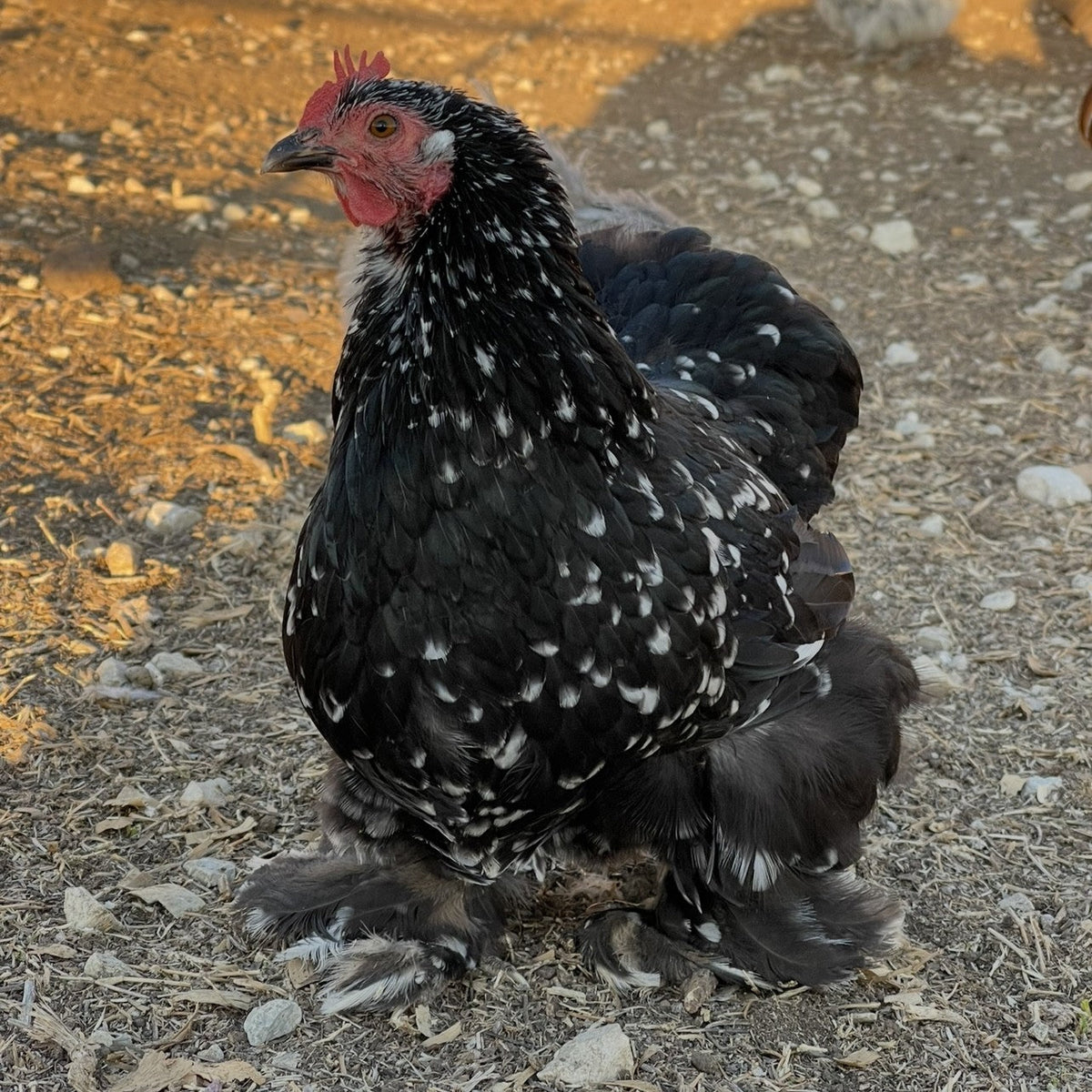 Poultry Supplies - Denton, TX - D&L Farm and Home