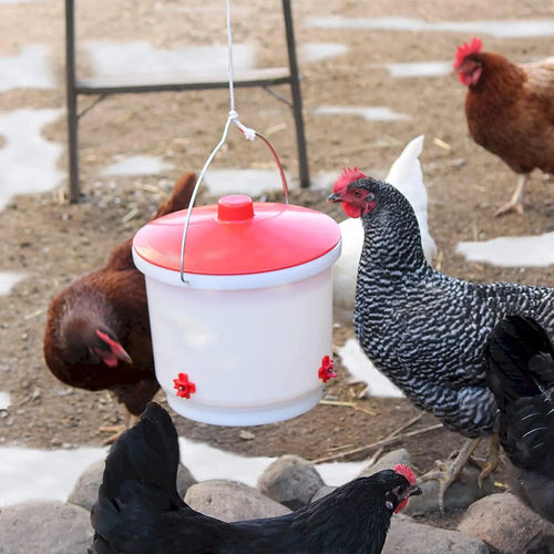Farm Innovators HB-60P Heated Poultry Drinker