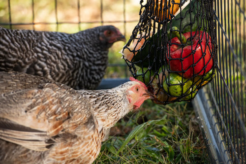 Texas Haynet Hanging Chicken Feeder - Busy Bag