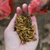 Happy Hen Grub Frenzy™