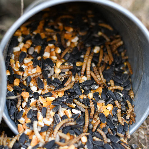 Happy Hen Party Time Mix™ Seed & Mealworm