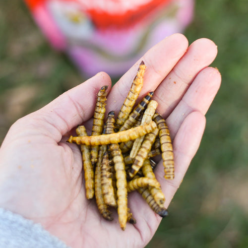 Happy Hen Superworm Snack™