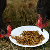 Happy Hen Superworm Surprise™