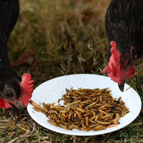 Happy Hen Superworm Surprise™