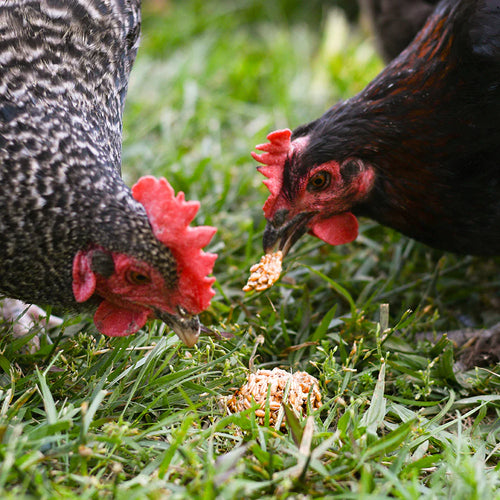 Happy Hen Treat Tumblers™