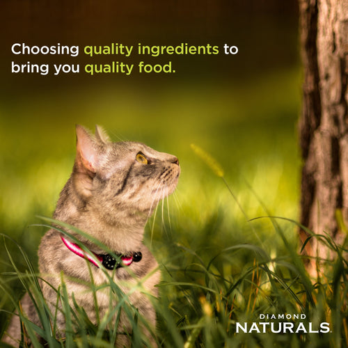 Diamond Naturals Chicken & Rice Indoor Cat Dry Food